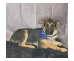 6 German Shepherd puppies available - 3