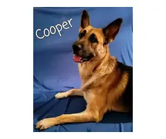 6 German Shepherd puppies available - 7