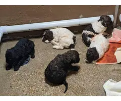 Male and female standard poodle puppies - 2