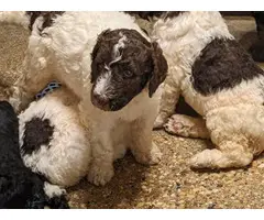 Male and female standard poodle puppies - 3