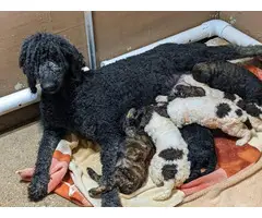 Male and female standard poodle puppies - 4