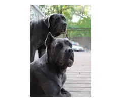 3 pure bred Cane Corso puppies - 10