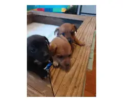 Small breed puppies - 3