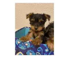 2 Teacup girl Yorkie puppies for sale