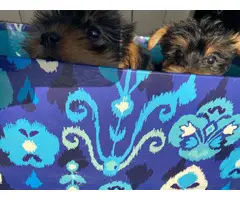 2 Teacup girl Yorkie puppies for sale - 2