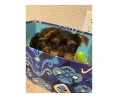 2 Teacup girl Yorkie puppies for sale - 3