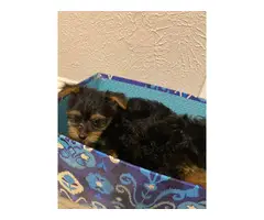 2 Teacup girl Yorkie puppies for sale - 4