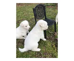 White purebred Siberian Huskies for sale