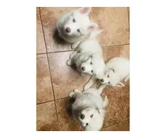 White purebred Siberian Huskies for sale - 3