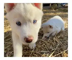 White purebred Siberian Huskies for sale - 4
