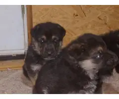 German shepherd puppies - 3