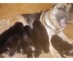 German shepherd puppies - 4