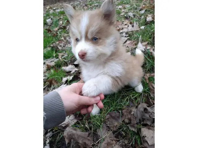 2 male Pomsky puppies for rehoming - 1/4