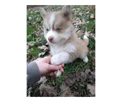 2 male Pomsky puppies for rehoming