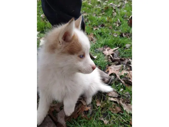 2 male Pomsky puppies for rehoming - 2/4