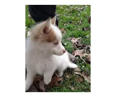 2 male Pomsky puppies for rehoming - 2