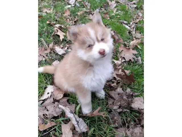 2 male Pomsky puppies for rehoming - 3/4