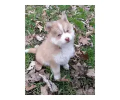 2 male Pomsky puppies for rehoming - 3