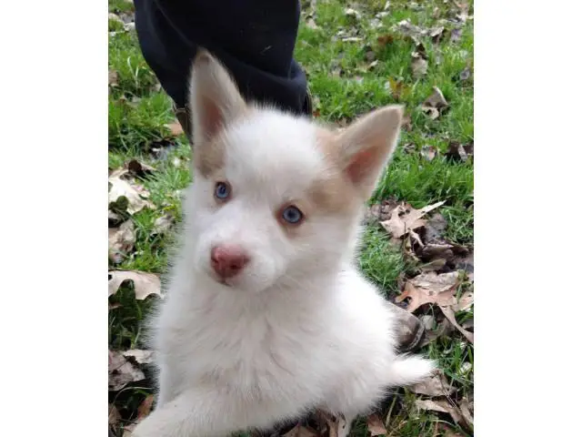 2 male Pomsky puppies for rehoming - 4/4