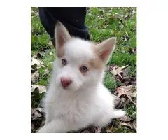 2 male Pomsky puppies for rehoming - 4