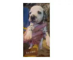 Adorable purebred dalmation puppies for sale - 3