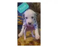 Adorable purebred dalmation puppies for sale - 4