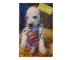 Adorable purebred dalmation puppies for sale - 5