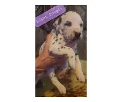 Adorable purebred dalmation puppies for sale - 6