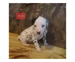 Adorable purebred dalmation puppies for sale - 7