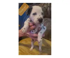 Adorable purebred dalmation puppies for sale - 10