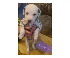 Adorable purebred dalmation puppies for sale - 11