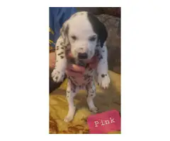 Adorable purebred dalmation puppies for sale - 12