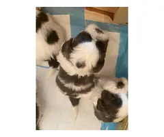 Shih Tzu puppies only one left - 2