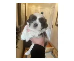 Shih Tzu puppies only one left - 6
