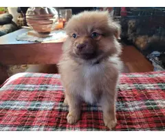 2 Stunning Pomeranian puppies for sale