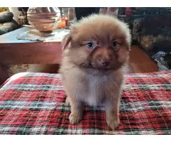 2 Stunning Pomeranian puppies for sale - 2