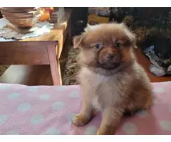 2 Stunning Pomeranian puppies for sale - 3
