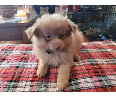 2 Stunning Pomeranian puppies for sale - 4
