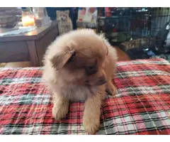 2 Stunning Pomeranian puppies for sale - 5