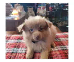2 Stunning Pomeranian puppies for sale - 6