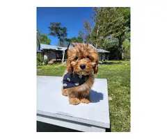 Cavapoo puppies 4 available