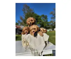 Cavapoo puppies 4 available