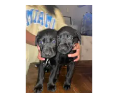 2 black Lab puppies for sale - 1