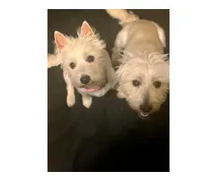 Westie puppies for sale - 7