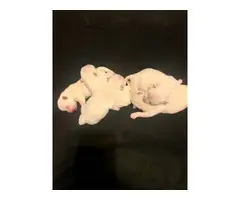 Westie puppies for sale - 8