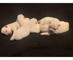 Westie puppies for sale - 9
