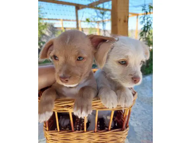 2 Shichi puppies looking for homes - 1/12
