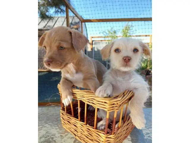 2 Shichi puppies looking for homes - 10/12