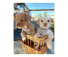 2 Shichi puppies looking for homes - 10