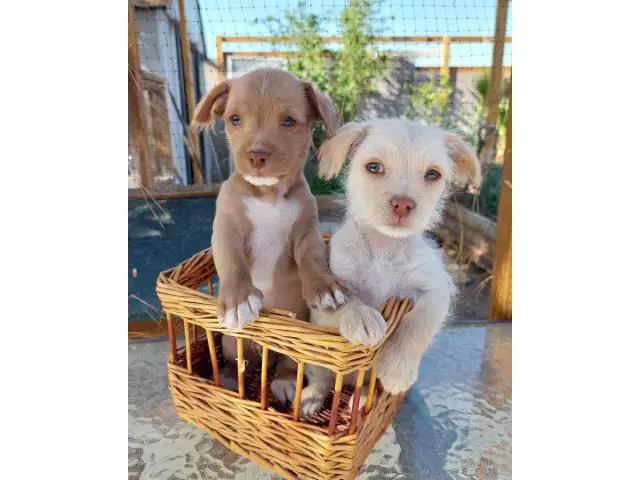 2 Shichi puppies looking for homes - 11/12